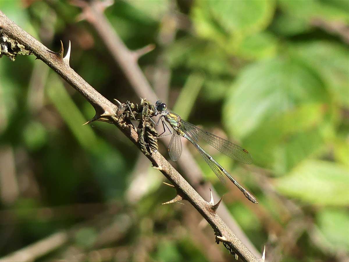 Chalcolestes_viridis